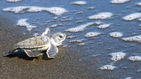 Tortuguero com Guanacaste – Tour Regular