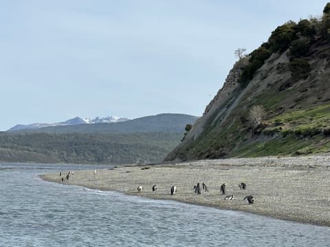 5-Day Ushuaia Penguin Season Tour (from October to March), French-speaking guide