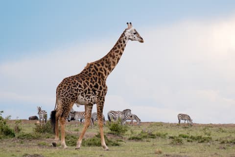 2-Day Chobe Signature Game & Boat Safari