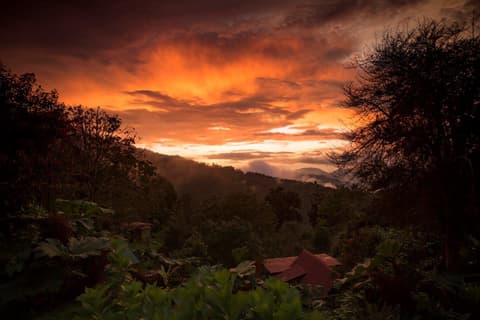 Costa Rica Birdwatching (On Request)