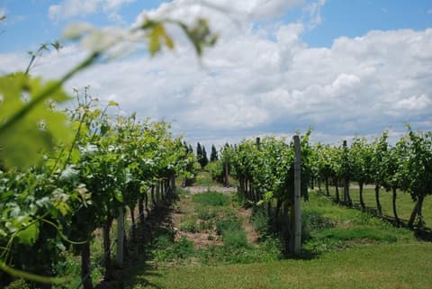 Experiencia de 4 días en la región vinícola de Mendoza
