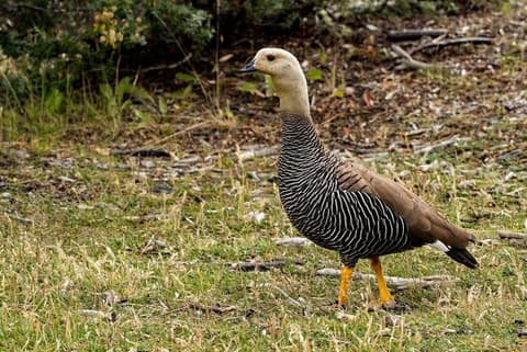 Ushuaia Clásica de 4 días: Parque Nacional Tierra del Fuego