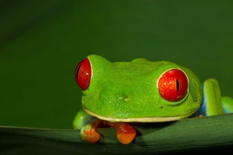 Expedición a la selva de Tortuguero, Escapada Breve