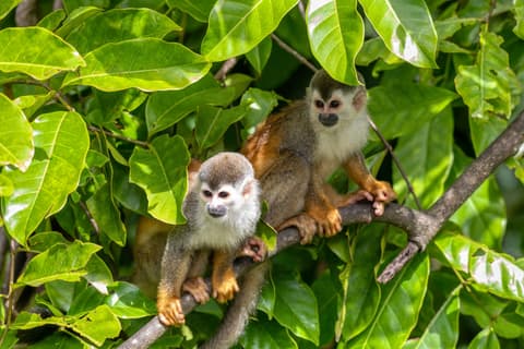 O Melhor da Costa Rica – Fly & Drive