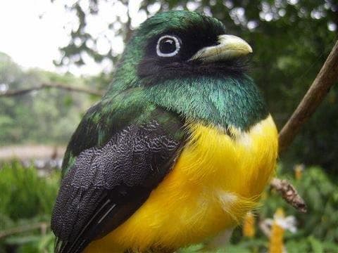 Costa Rica Birdwatching (On Request)