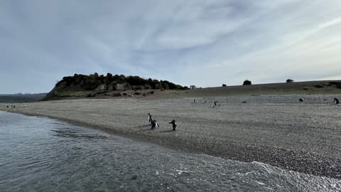 5-Day Ushuaia Penguin Season Tour (from October to March), French-speaking guide
