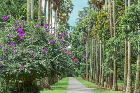 Espléndida Sri Lanka, tour privado