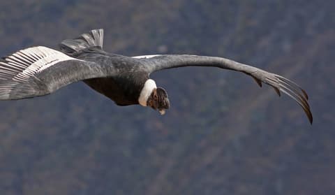 Perú clásico, guía de habla italiana
