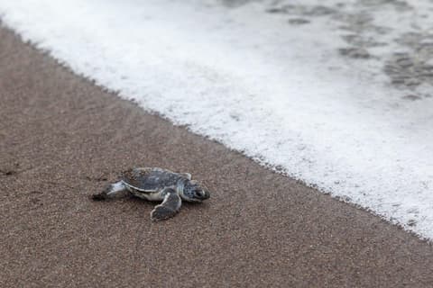 Costa Rica Clásica – Fly & Drive