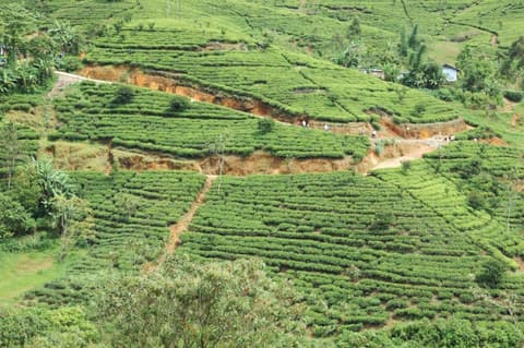 All in One Sri Lanka