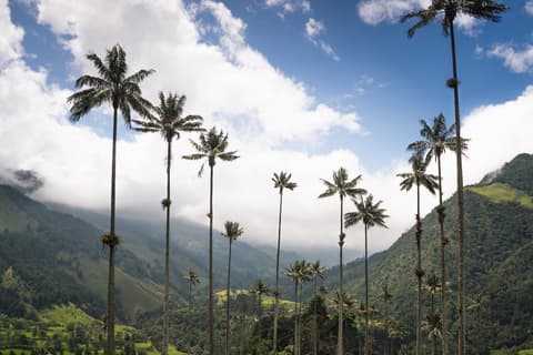 12-Day All Colours of Colombia – Bogotá, Coffee Region, Medellín & Cartagena, French-speaking guide