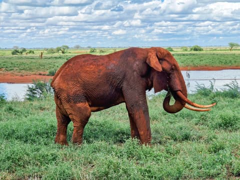 2-Day Chobe Signature Game & Boat Safari