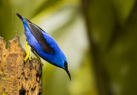 4-Day Arenal & Monteverde Essentials