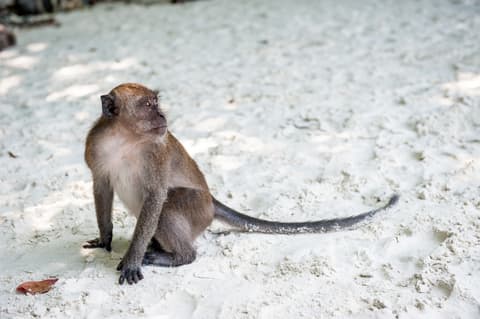 12 Days Island Escape: Krabi, Koh Lanta, Phi Phi and Phuket