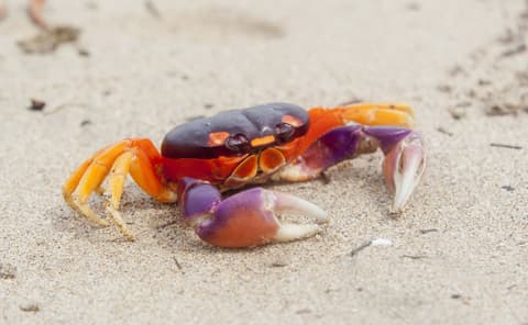 Playas y Naturaleza con Santa Teresa, Conducción por cuenta propia