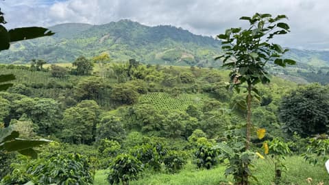 Experiencia de 6 días de Medellín y Pereira, en la región cafetera, tour privado