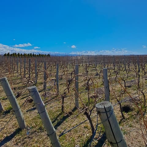 4-Day Mendoza Wine Region Experience, French-speaking guide
