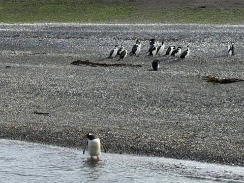 5-Day Ushuaia Penguin Season Tour (from October to March), French-speaking guide