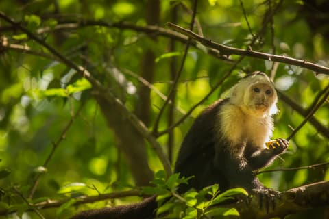 Costa Rica Esencial - Paquete con Parque Nacional de Manuel Antonio.