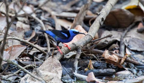 Cascadas Místicas Y Bosque De Costa Rica
