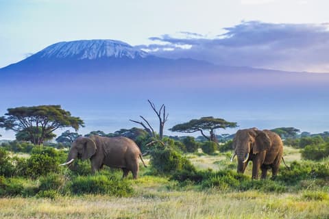 Safari a las colinas de Taita, escapada corta (a petición)