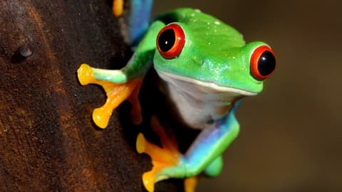 Tortuguero com Manuel Antonio – Tour Regular