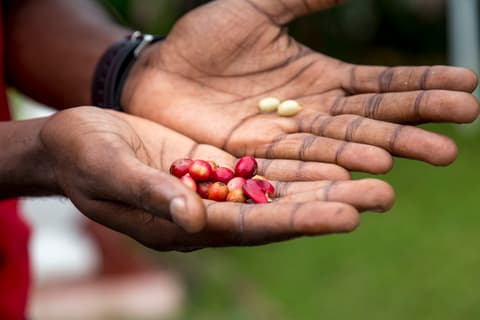 Costa Rica completa 15 días