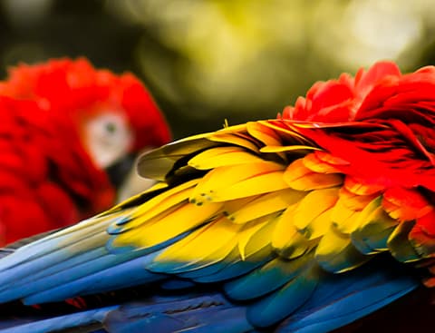 Essential Costa Rica with extension to Guanacaste, Tamarindo Beach & San José City