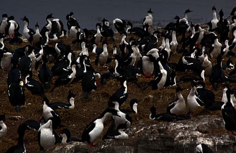 Tour de 5 días por la temporada de Pingüinos de Ushuaia (de octubre a marzo)