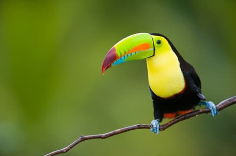 Corcovado Classic Experience, Short Break