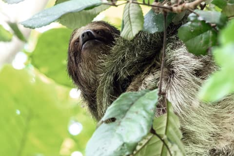 Two Icons of Costa Rica: Arenal & Monteverde Family Adventure