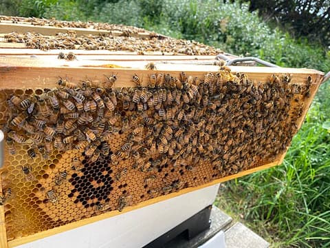 Experiencia privada de 2 días en Bogotá: tradiciones antiguas, comunidades vivas y biodiversidad