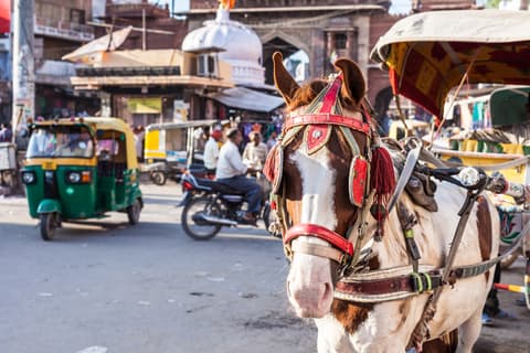 Rajasthan Magic, Private Tour, French-speaking guide