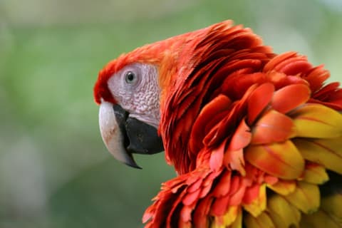 Esencias del Bosque Nuboso de Monteverde, Breve Descanso