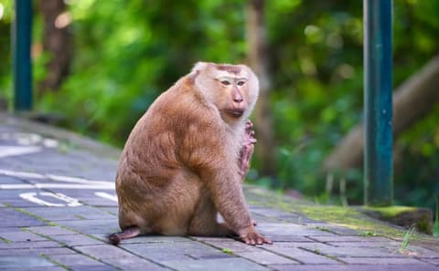 Baan Fuengfah Apartment