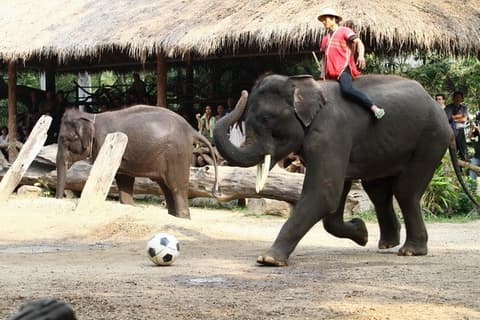 4 Días Chiang Rai & Chiang Mai
