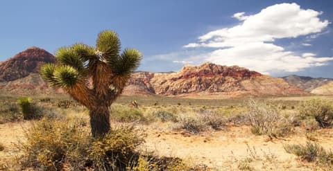 National Park Explorer - Starting in Las Vegas