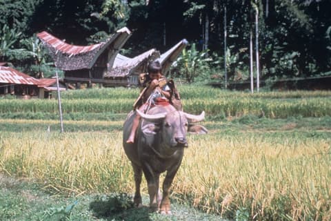 Toraja Package
