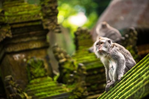 5 Days - Highlight of Bali