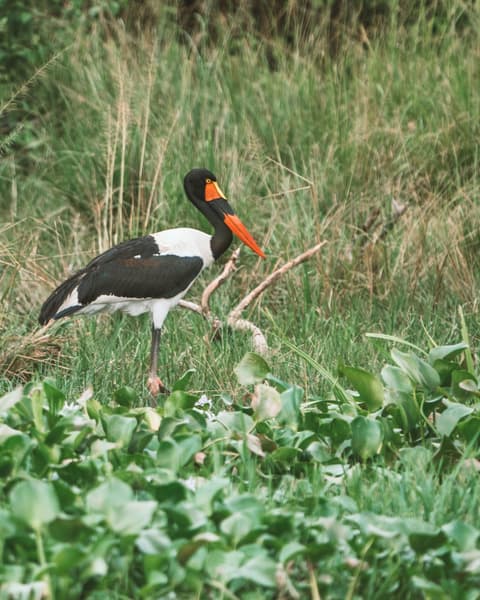 Panorama de Uganda Safari y Extensión al Parque Nacional del Lago Mburo