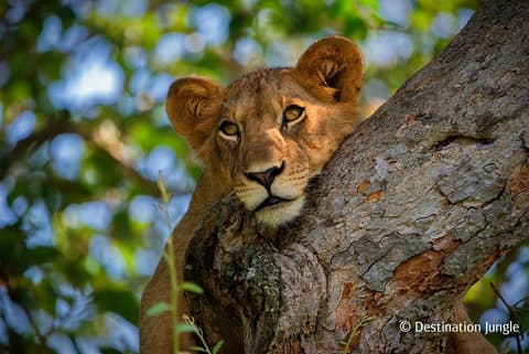 Panorama De Uganda Safari y extensión al Parque Nacional Mgahinga