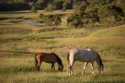 Australia: New South wales - The Comboyne plateau