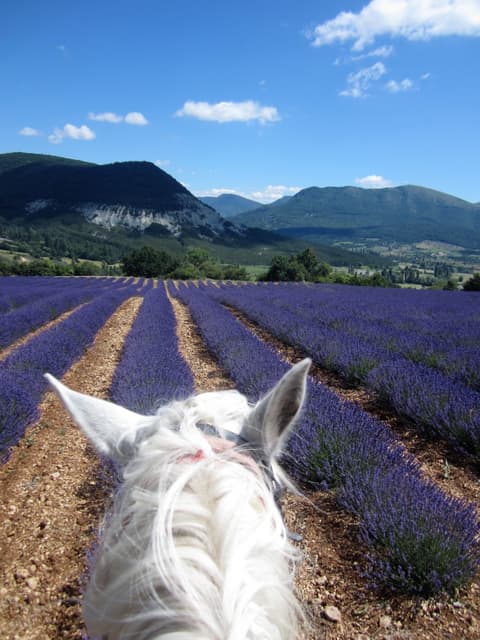 France: Provenza - La provenza in viola