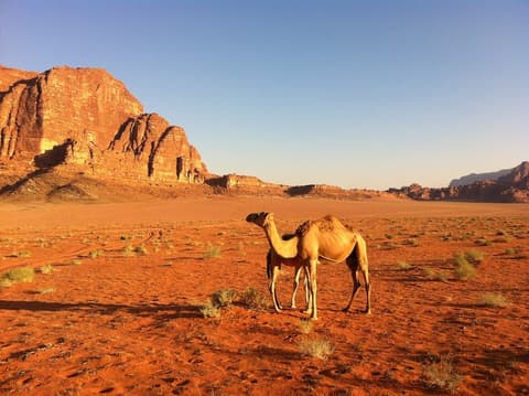 Special summer: Petra on horseback, red sea and dead sea