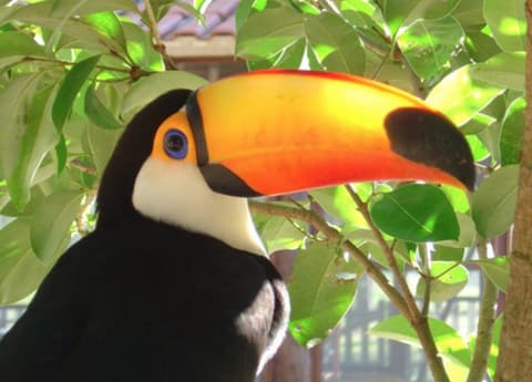 Brasil - Pantanal: the pantanal biosphere reserve