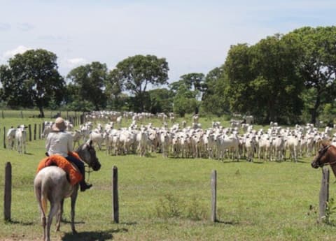 Brasil - Pantanal: the pantanal biosphere reserve