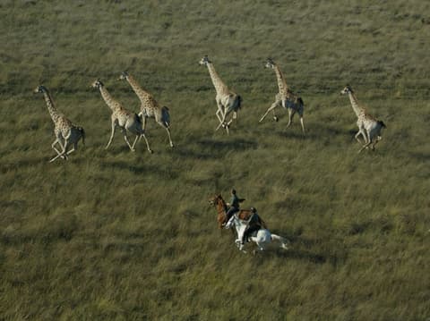 Botswana: Safari nel delta dell'Okavango