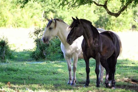 Cile: Lago district - attraversare le ande, dal cilie all’argentina