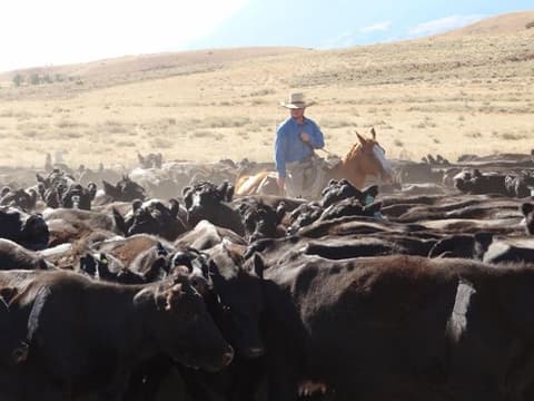 United States: Wyoming/ montana - guiding the herds on the pryor mountains