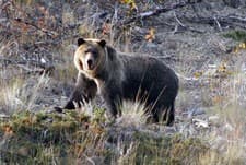 Canada: British columbia - la valle di chilko & l’orso grizzly